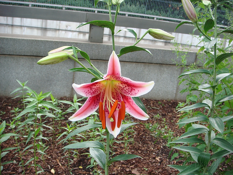 Washington DC [2009 July 03] 062.JPG - Scenes from The Smithsonian Butterfly Habitat Garden